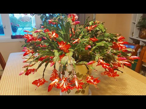 , title : 'CÁCH CHĂM SÓC ĐỂ CÂY HOA CÀNG CUA CHO NHIỀU BÔNG ( Tiểu quỳnh - Christmas Cactus - Cactus de Noel)'