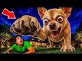 OUR DOG GREW OVERNIGHT?! 😱