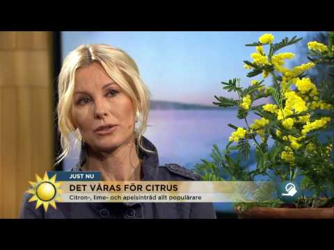 Så lyckas du med dina citrusträd - Nyhetsmorgon (TV4)