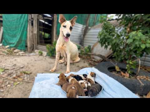 Rescuing a Sick Mom Dog Trying to Keep Her 8 Puppies Alive