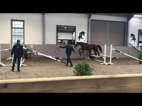 2y old Foncetti x jamal