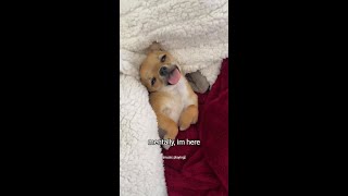 @luccihuahua is all of us #vibes #chihuahua #mood