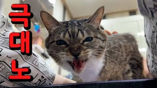 춘봉이 인생 첫 하악질 사건