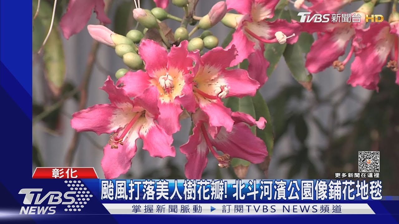 颱風打落美人樹花瓣! 北斗河濱公園像鋪花地毯