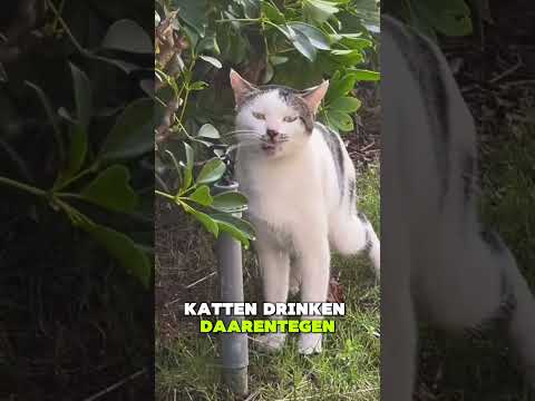 🐶🐱 Hoe drinken honden en katten water?