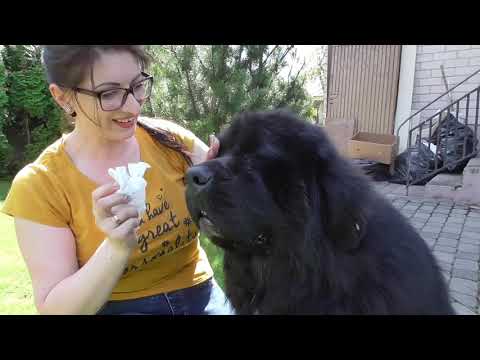 A little care /Newfoundland dogs