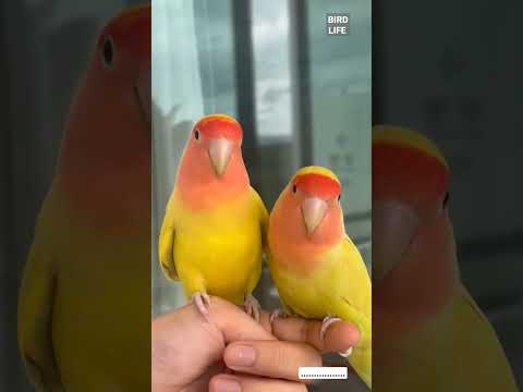 Beautiful parrot | love birds| |Bird Life| #shortvideo #birdlife #short #cute |  birds fall in love