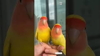 Download lagu Beautiful parrot | love birds| |Bird Life| #shortvideo #birdlife #short #cute |  birds fall in love mp3