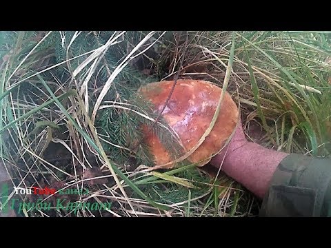 Карпатські Осінні Білі Гриби Карпатские Осенние Белые Грибы Carpathian Autumn White Fungi