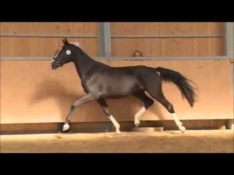 Goldfinger - 2jährige Stute von Royal Classic - VERKÄUFLICH