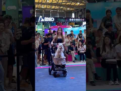 Dog's Daily | Cutest Dog Stroller Catwalk Uppapets Nero plus Pet Stroller #pets #fashion #puppy