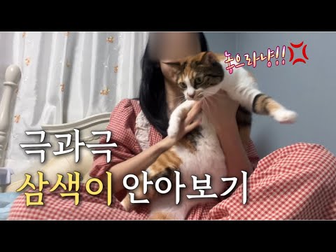 예민냥vs순둥냥.. 삼색이 안아보기