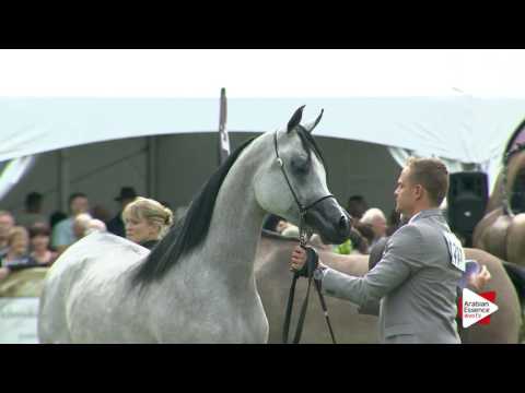 Bruges 2016 - Best Egyptian In Show