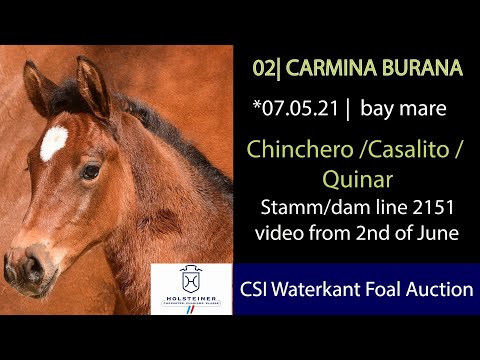 Holsteiner Fohlenauktion beim CSI Hof Waterkant | Nr. 02 Carmina Burana
