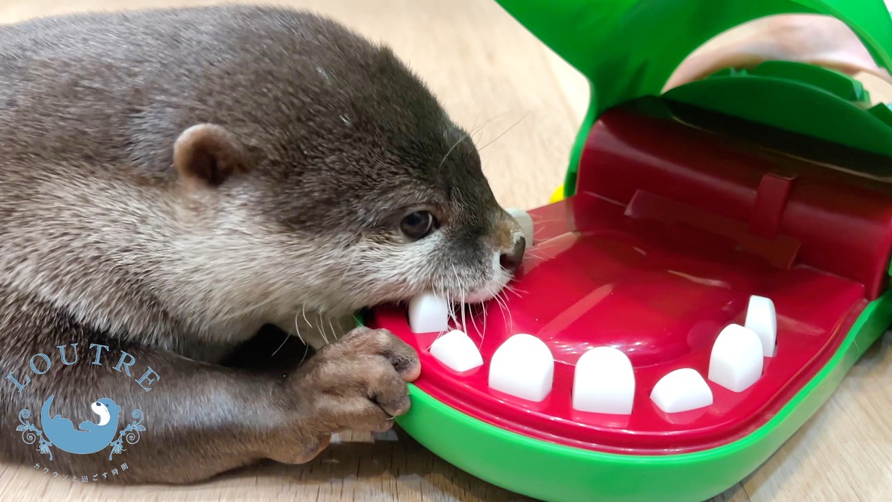 Snapping Crocodile vs Hungry Otters