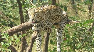 preview picture of video 'Gir National Park'