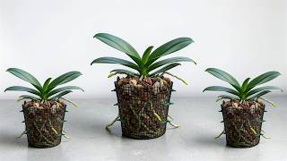 Stop Growing Orchids the Old Way! This Method Makes Them Bloom All Year!