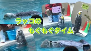 三重県【鳥羽水族館】ラッコの食事する姿が可愛かった！ジャンプ力もなかなか(笑)