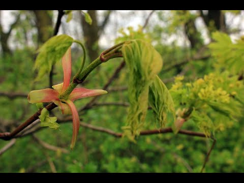 Feldahorn - Acer Campestre
