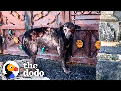 Abandoned Street Dog Who Didn't Know How To 