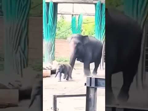 Parents Finally Catch Naughty Baby Elephant! 🐘🤣 Cutest Chase Ever – Part 2 || #shotrs #funny