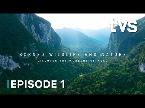 Borneo Wildlife and Nature | Episod 1 | TVS Entertainment
