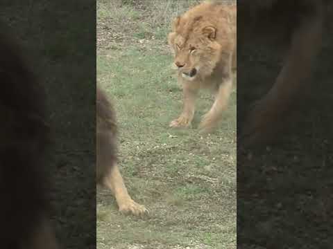 BRUTAL LION FIGHT, THE EPIC BATTLE FOR SUPREMACY IN THE PRIDE #lion #africa #bigcat #animals