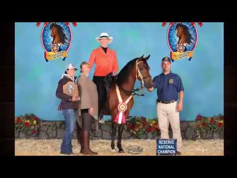 Exceptional Paso Fino Mare offered for sale - Trail horse & National Champion - WR Domina