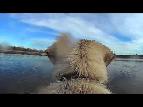 Labrador retrieve point-of-view video