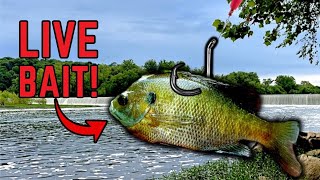 Live Bait Fishing for Whatever Bites! (Spillway/Night Fishing)