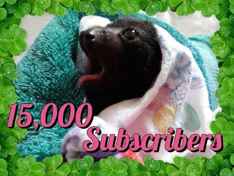 WoW 15,000 Subscribers .