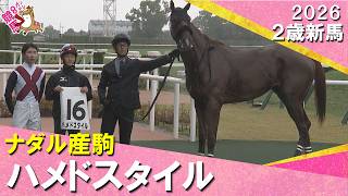【５馬身差圧勝デビュー！】調教から一変で四位調教師も驚き「びっくりしたね。大したもの」2026年10月24日(土)２歳新馬　京都ダート1800m　ハメドスタイル　 実況：川島壮雄【カンテレ公式】