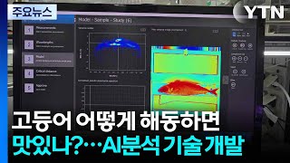 고등어 어떻게 해동하면 더 맛있나?...AI 분석 기술 개발 / YTN