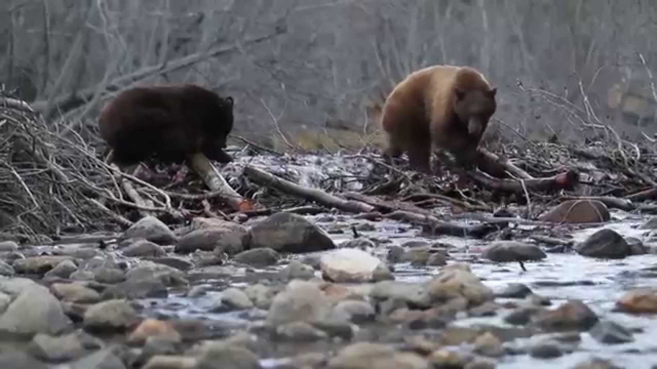Nevada Department of Wildlife - Bear Logic Month - Secure Your Trash