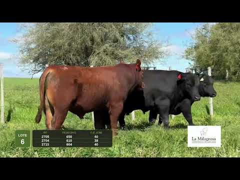 LOTE 6