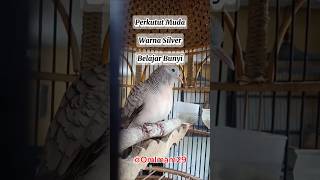 Download lagu Burung Perkutut Silver Masih Muda, Belajar Bunyi#burung #perkutut #kungmania mp3 Download lagu Burung Perkutut Silver Masih Muda, Belajar Bunyi#burung #perkutut #kungmania mp3