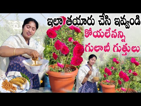 ఉచిత పొటాషియం ఫెర్టిలైజర్| గుత్తులుగా కాసిన గులాబీలు మందారాలు|చిటికెలో చేయండిలా