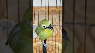 Download lagu pleci dakbal gacor mp3 Download lagu pleci dakbal gacor mp3