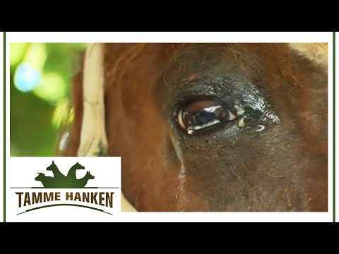 Severely inflamed eye: Horse is not doing well | Tamme Hanken | Kabel Eins