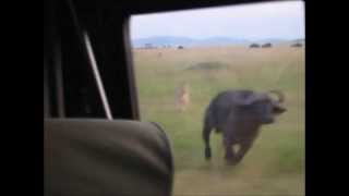 preview picture of video 'Büffel greift Jeep an - Büffelangriff in der Masai Mara / Buffalo attack in Masai Mara National Park'