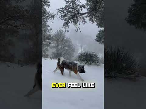 Why Akitas Are Called Silent Hunters 👀🐕