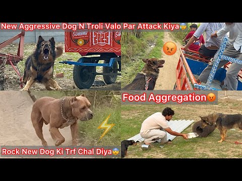 New Dog Ko Khana Rakhne Gye Food Aggression😰Troli Valo Par Attack😨Rock Aggressive Dog Ki Or Chl Dea😡