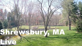 Shrewsbury, Massachusetts - Live Scenic Pond and Trees live webcam