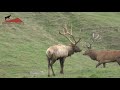New Zealand Hunting Bull Elk 450