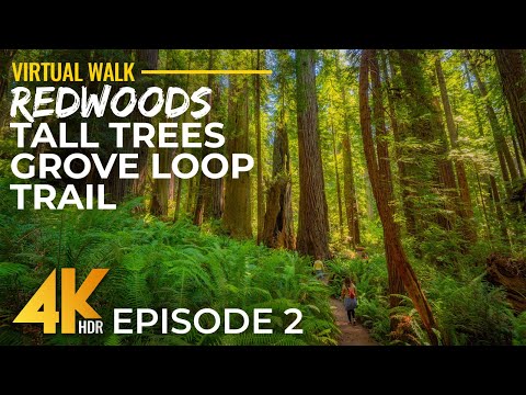 4K HDR Relaxing Walk in Redwoods, California with Real Sounds - Tall Trees Grove Trail Hike - Part 2