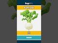 kohlrabi - 苤 video thumbnail
