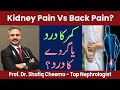 Musculoskeletal Back Pain Vs Kidney Pain Or Renal Colic 5 Differences