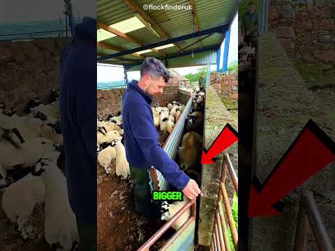 Sheep Seprate 🐑