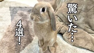 初心者がうさぎを飼って驚いたこと４選！