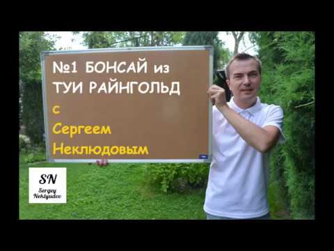 1. Ниваки (садовый бонсай) из туи Райнгольд. Советы от Сергея Неклюдова